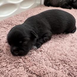Tibetan Spaniel Puppies from Trinity Tibetan Spaniels