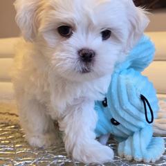 Aspen - Cream male Shichon puppy in Carmel, Indiana from S&S Pups
