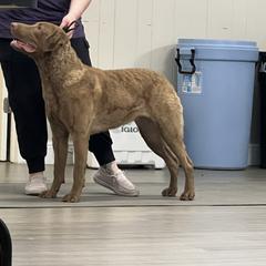 Chesapeake Bay Retrievers from Cypress Pine Kennels