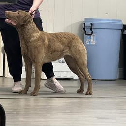Chesapeake Bay Retrievers from Cypress Pine Kennels