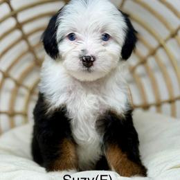 Suzy - female Australian Mountain Doodle puppy in Sterling, Colorado from North 40 Doodles