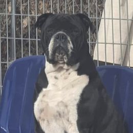 RIP - Alapaha Blue Blood Bulldog