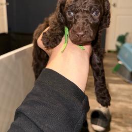 Cider - Brown male Poodle puppy in Cleveland, Texas from Jolley Poodles