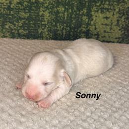 Sonny - Cream male Dachshund puppy in Lexington, Oklahoma from BooneDox Miniature Dachshunds