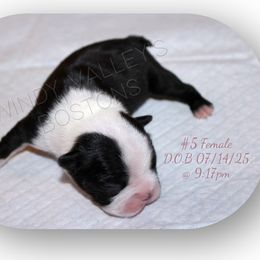Girl 3 - Black and white female Boston Terrier puppy in North Central, Vermont from Windy Valley’s Bostons