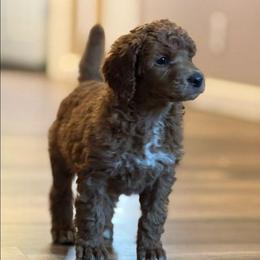 Noelle - Red  female Poodle puppy in Fairfield, Illinois from Positively Doodles