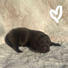 White Collar Female - Chocolate female Labrador Retriever puppy in Kissimmee, Florida from SunState Labs