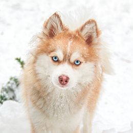 Lily - Pomsky