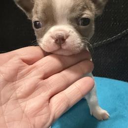 Gia - Lilac female Boston Terrier puppy in Wellington, Ohio from Twist of Faith Farms