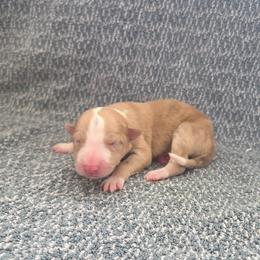 Maple - Sable merle female Border Collie puppy in Gary, Indiana from Lake Ridge Border Collies