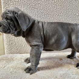 Rory - Blue Neapolitan Mastiff puppy in Canyon, Texas from Mastini Della Forte
