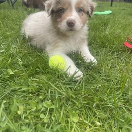 Australian Shepherd Puppies from Quiet Cove Kennels