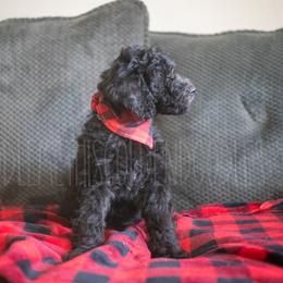 Goldendoodle Puppies from Doodle Me This Goldendoodles