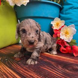 Rocky - Dapple male Dachshund puppy in Florence, Arizona from Doxie Town Az