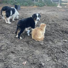 Aussiedoodle, Bulldog, Miniature Australian Shepherd, Poodle, and Toy Australian Shepherd Puppies from Mowry Creek Mini Aussiedoodles and More
