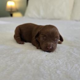 Everest - Red female Cavapoo puppy in Floyd, Virginia from Hearts and Paws Poodles and Doodles