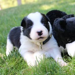 Border Collie Puppies from Team Reeves Ranch