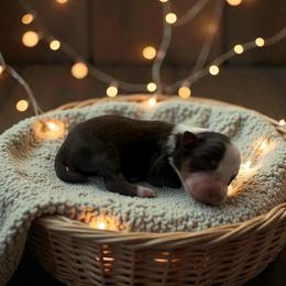 Hazel - Red tri-color female Australian Shepherd puppy in Statesville, North Carolina from Charming Australian Shepherds