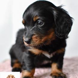 Black and tan girl - Black and tan female Dachshund puppy in Empire, Alabama from Heart of Dixie Kennel