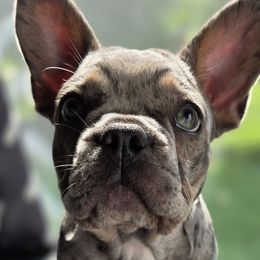 French Bulldogs from Pugs, Frugs and Frenchies