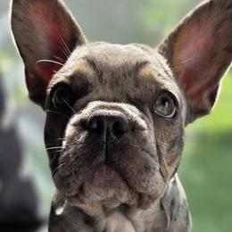 French Bulldogs from Pugs, Frugs and Frenchies