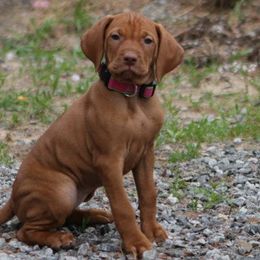 Vizsla Puppies from Mira Vizslas