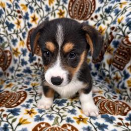 Blizzard - Black and white male American Corgi puppy in Waskom, Texas from Piney Woods Corgis