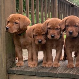 Havanese and Labrador Retriever Puppies from Hudson Valley Labradors and Havanese of Claverack