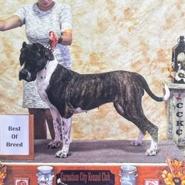 Tupi - Perro de Presa Canario