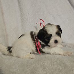 Daisy - Tricolor female Shih Tzu puppy in Vernon, Texas from Jennifer's Shih Tzus