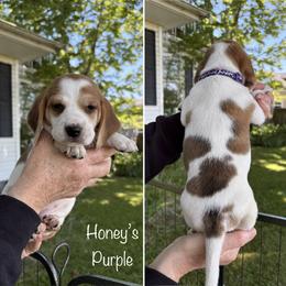 Honeys Purple - Red and white female Beagle puppy in Brownsville, Oregon from Beagles on the Run