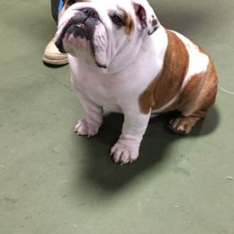 Bulldog All Grown Up from Guinn’s Bulldogs