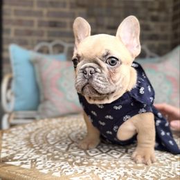 Tutti - Blue fawn female French Bulldog puppy in Willis, Texas from Grandiose Frenchies
