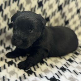Boy 4 - Black male Scottish Terrier puppy in Scurry, Texas from Starlight Scotties of Texas