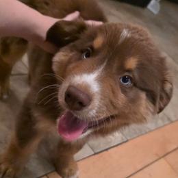 Sergio FIFA - Red tri-color male Australian Shepherd puppy in Solon, Maine from Mountain Range Australian Shepherds
