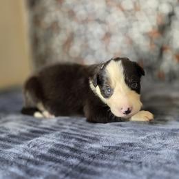 Clarke - Tri-color female Border Collie puppy in Gary, Indiana from Lake Ridge Border Collies