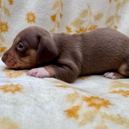Mantis-CKC - Chocolate and tan male Dachshund puppy in Tecumseh, Oklahoma from MoonBerry Miniature Dachshunds