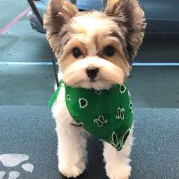 Biewer Terriers from Great Scotts Biewers