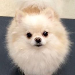 Chloe - Pomeranian