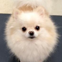 Chloe - Pomeranian