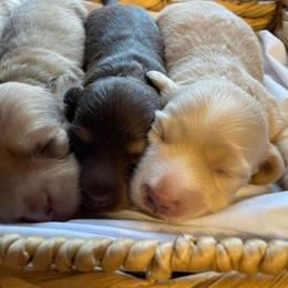 Dachshund Puppies from MK Minidox