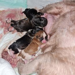 Boy 3 - Black male Shih Tzu puppy in Bethlehem, Pennsylvania from Cinnamon's Shih Tzus