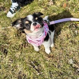 Candy - Black and white female Chihuahua puppy in Dayton, Ohio from Petite Pups