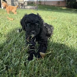 Monroe - Black and white female Sheepadoodle puppy in Lancaster, Pennsylvania from Bitler Family Puppies