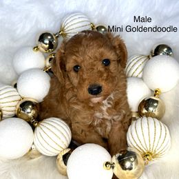 Boone - Red  male Goldendoodle puppy in Montrose, Michigan from Livy’s Doodles