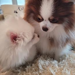 Pomeranian Puppies from Hemolele Poms