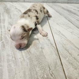 M3 - Red merle male Australian Shepherd puppy in Arbela, Missouri from County Line Aussies