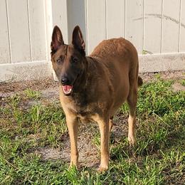Storm - Belgian Malinois