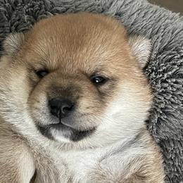 Girl 2 - Red female Shiba Inu puppy in Milton, Florida from Moonlight Shibas