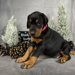 Georgia - Black and rust female Doberman Pinscher puppy in Aredale, Iowa from Royal Dynasty Dobermann Kennel